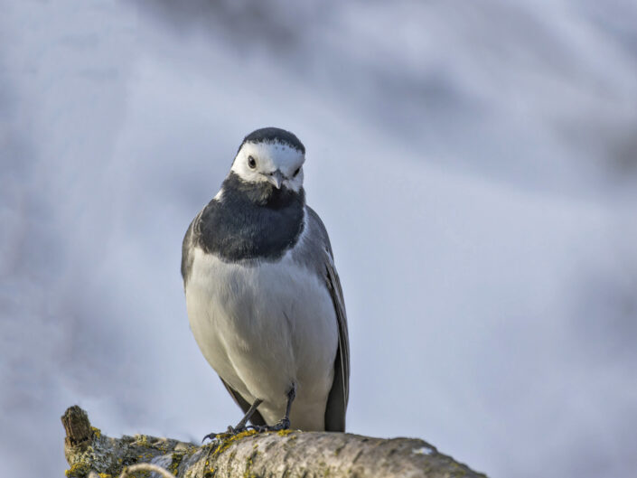 White wagtail