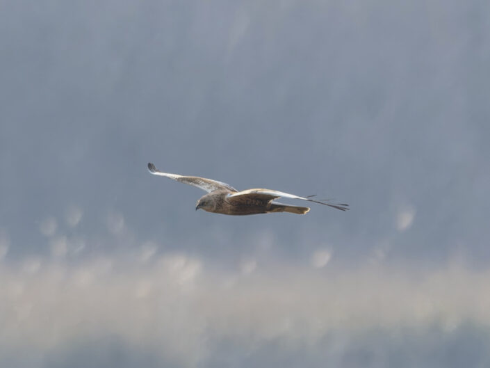 Western marsh harrier