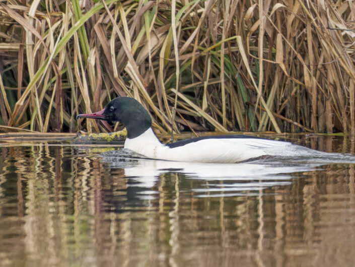 Common merganser