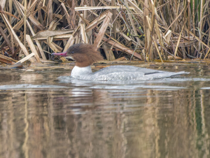 Common merganser