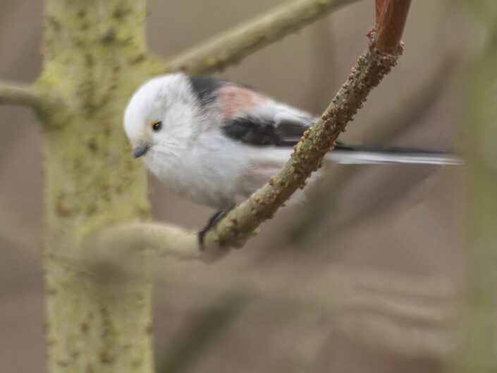 Long-tailed tit