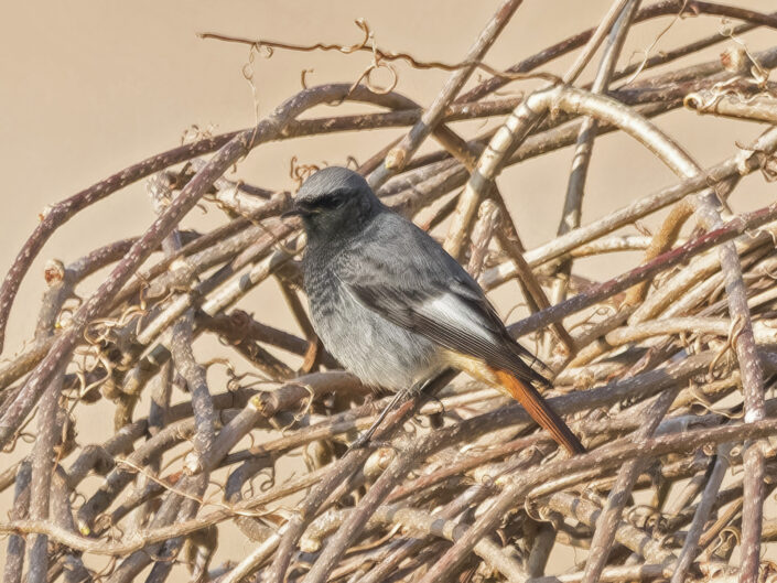 Black redstart