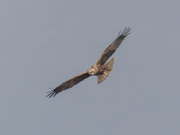 Female western marsh harrier