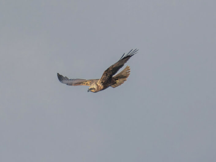 Female western marsh harrier