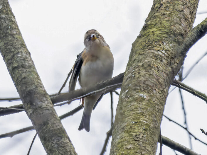 Brambling