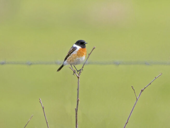 European stonechat