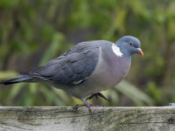Common wood pigeon