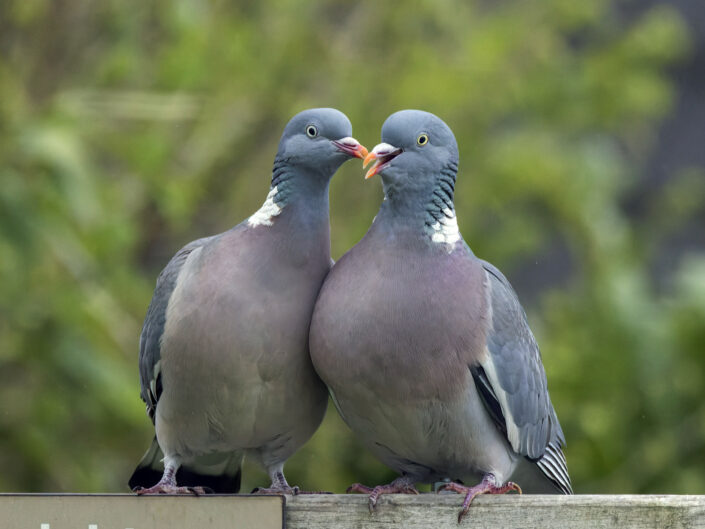 Common wood pigeon