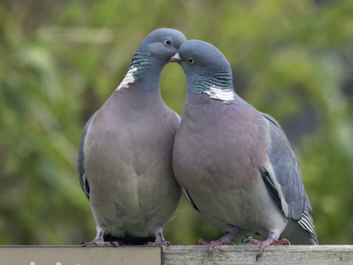 Common wood pigeon