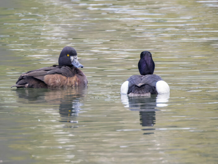 Tufted duck