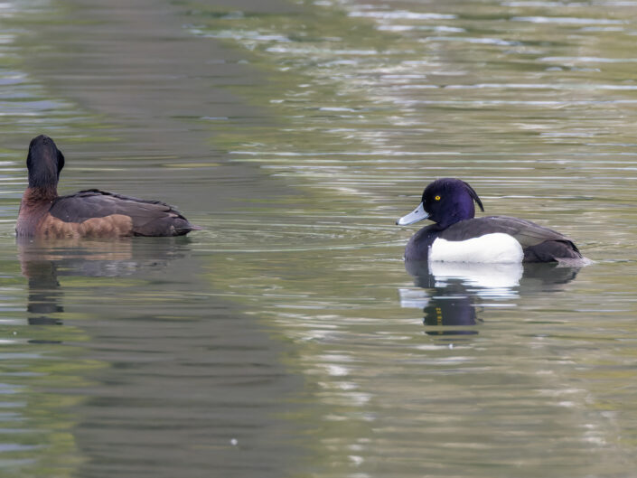 Tufted duck