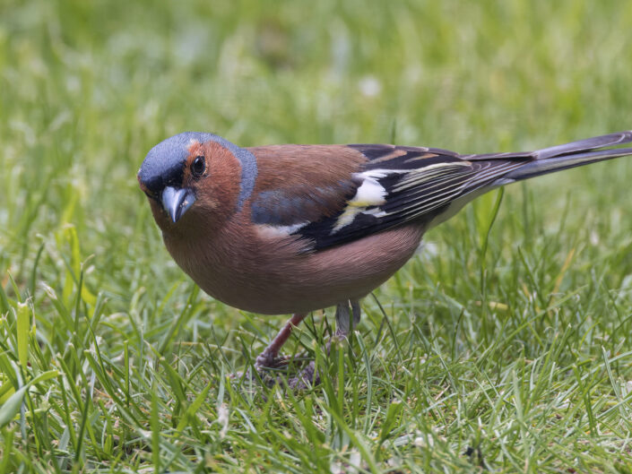 Common chaffinch