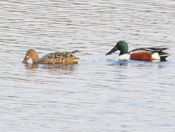 Northern shoveler