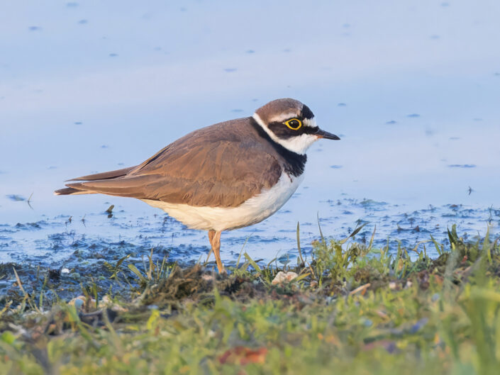 Little ringed plover