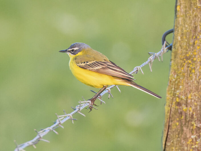 Blue-headed wagtail