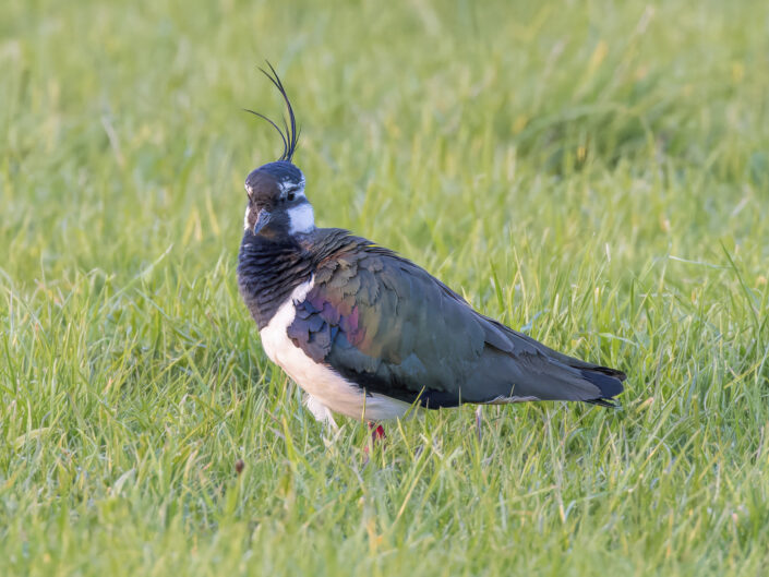 Northern lapwing