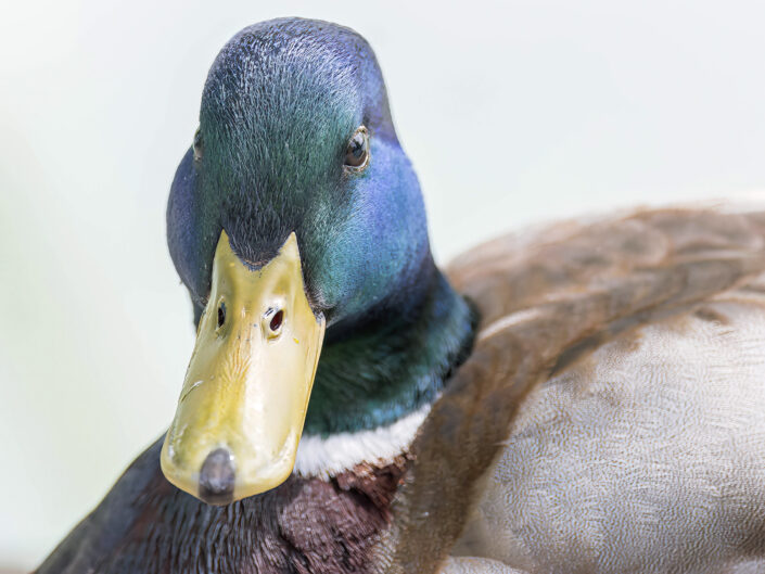 Mallard