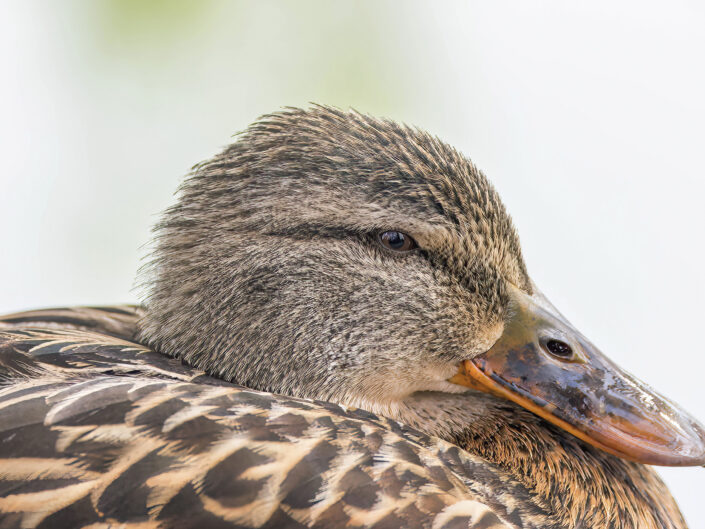 Mallard