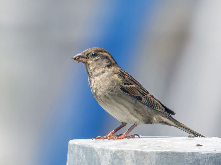 House sparrow