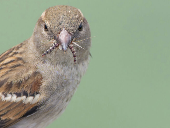 House sparrow