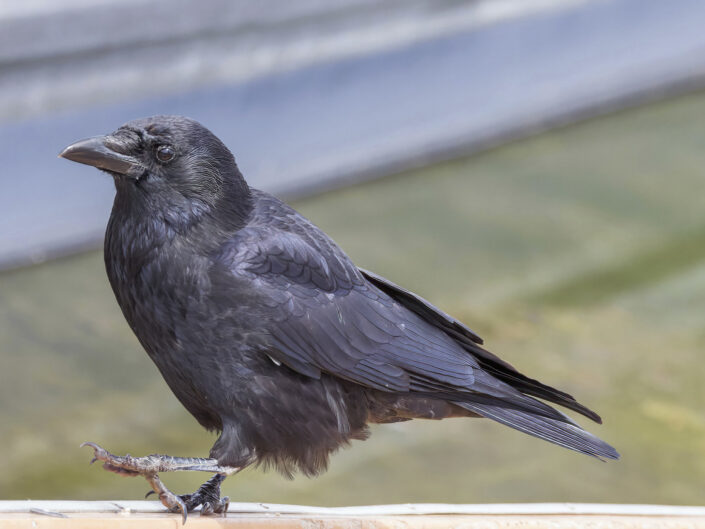 Carrion crow