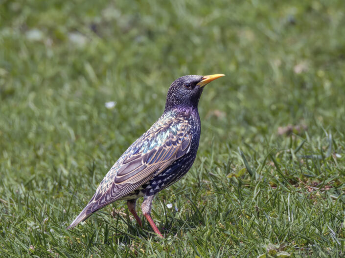 Common starling