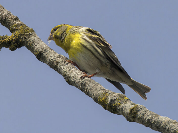 European serin