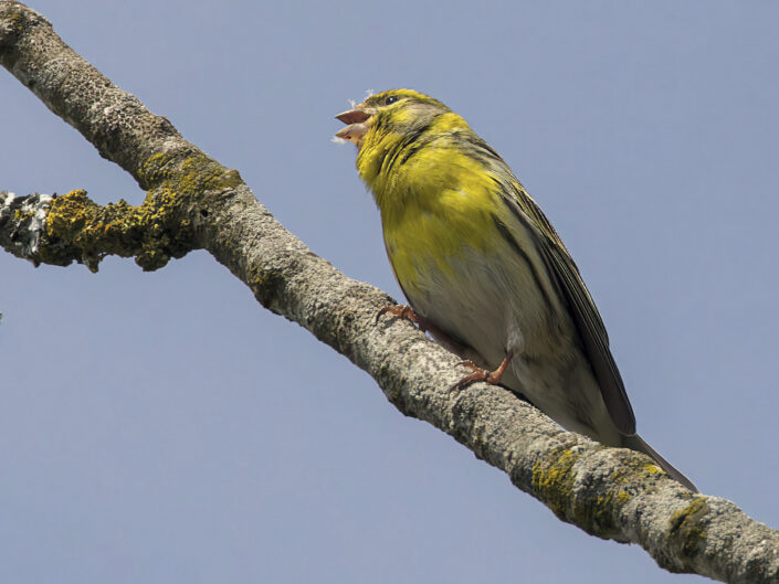 European serin