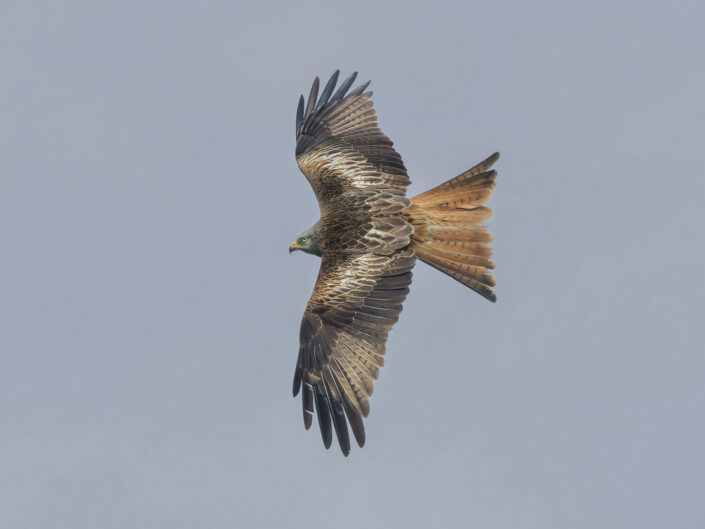 Red kite