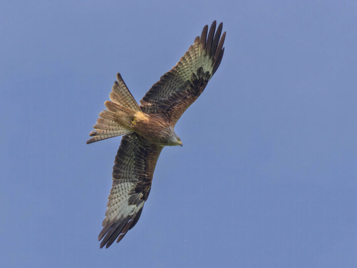 Red kite