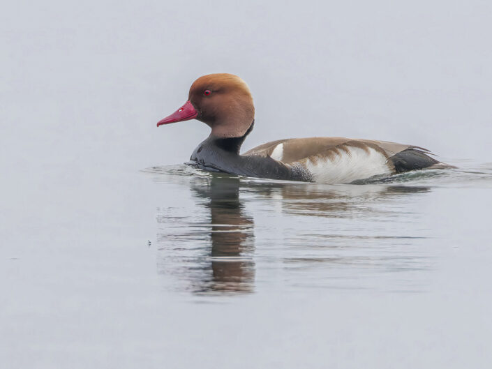 Red-crested pochard