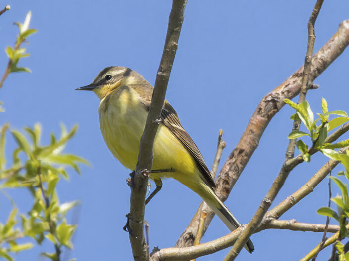 Blue-headed wagtail