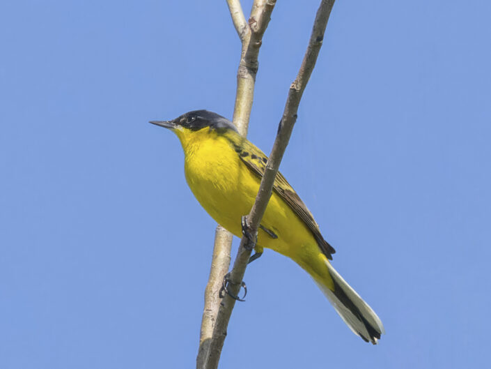 Dark-headed wagtail