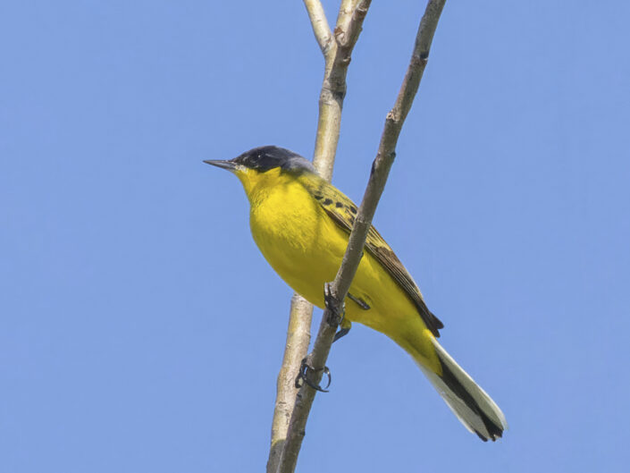 Dark-headed wagtail