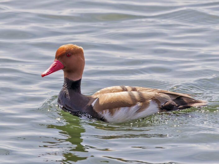 Red-crested pochard