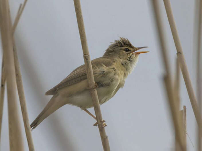 Common reed warbler