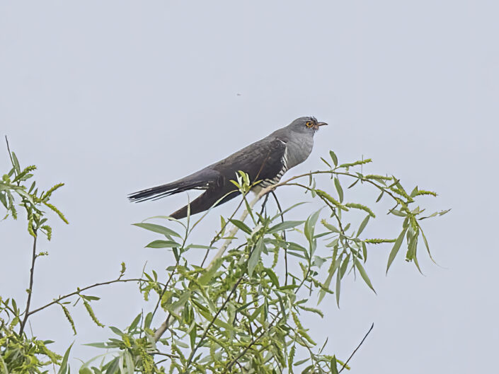 Common cuckoo