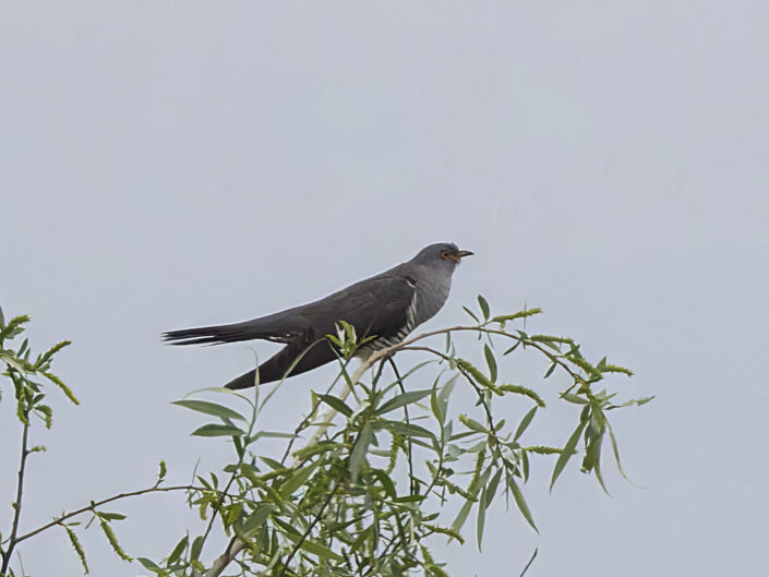 Common cuckoo