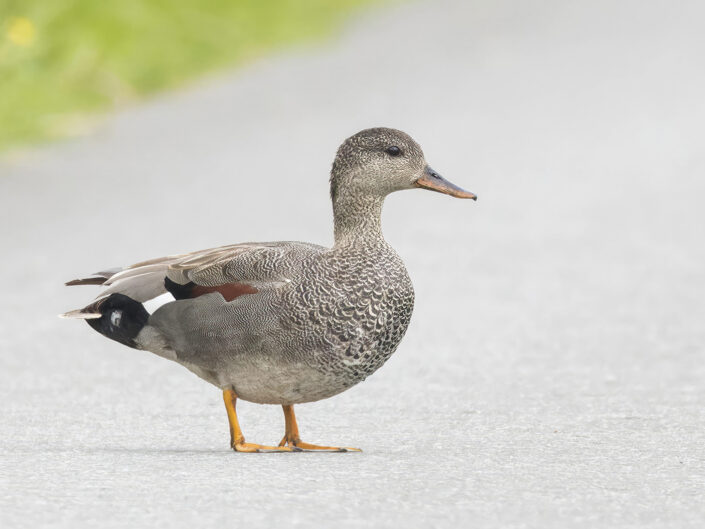 Gadwall