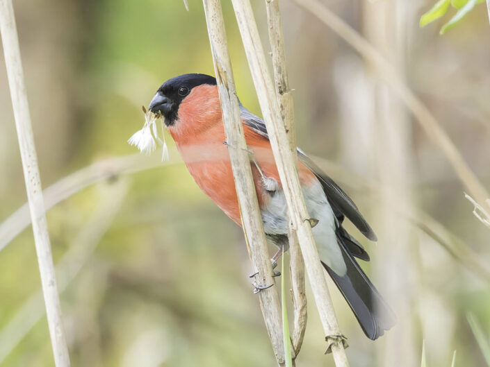 Eurasian bullfinch