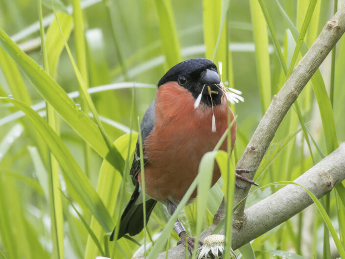 Eurasian bullfinch