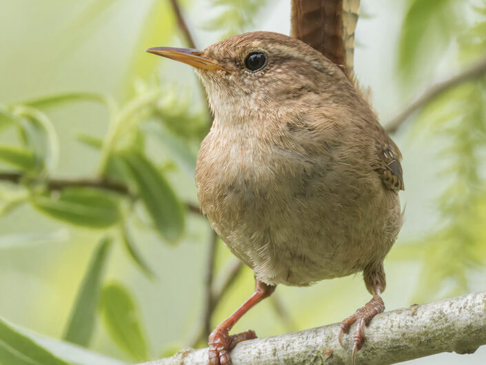 Eurasian wren