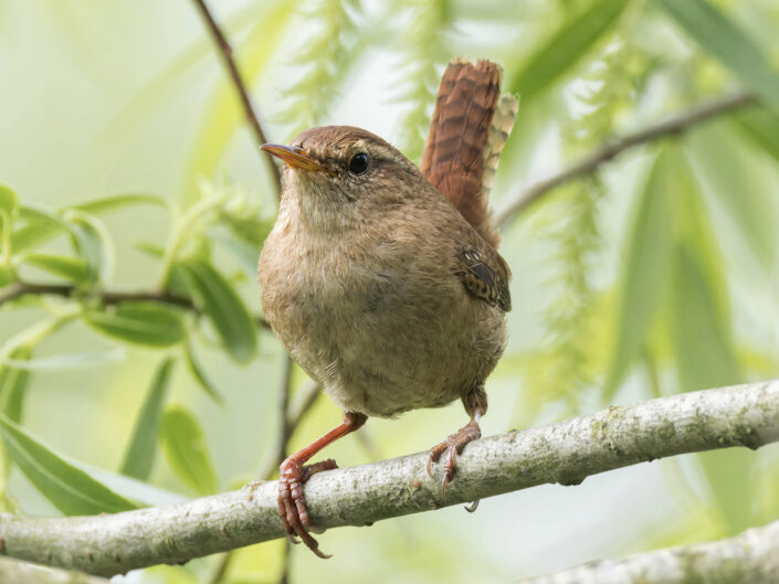 Eurasian wren