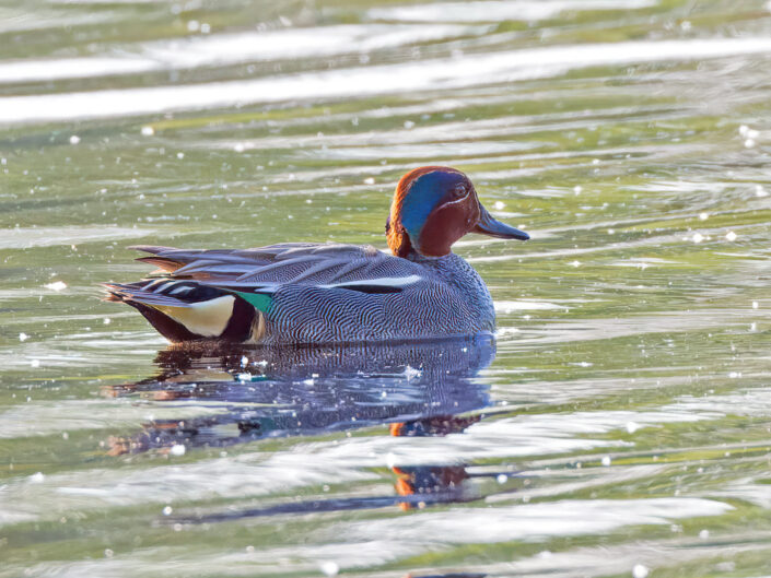 Garganey