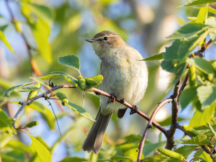 Common chiffchaff