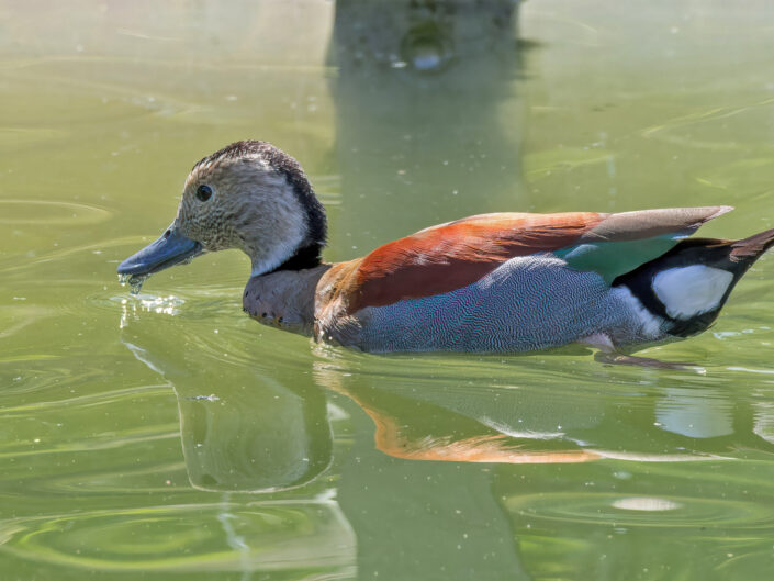 Ringed teal