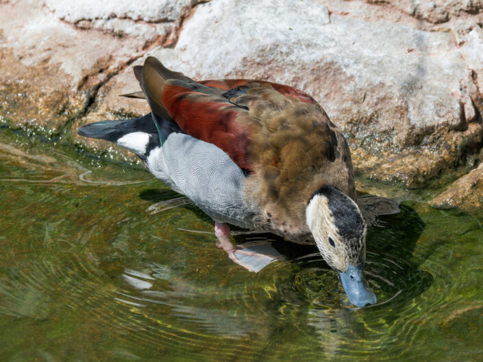 Ringed teal