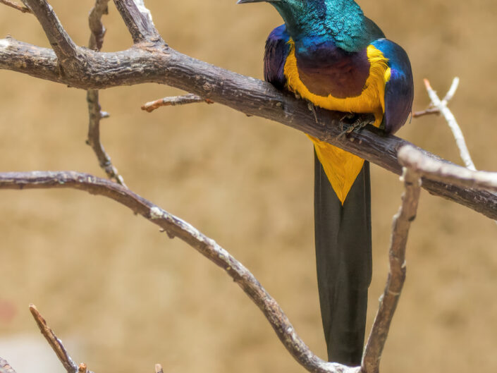 Golden-breasted starling