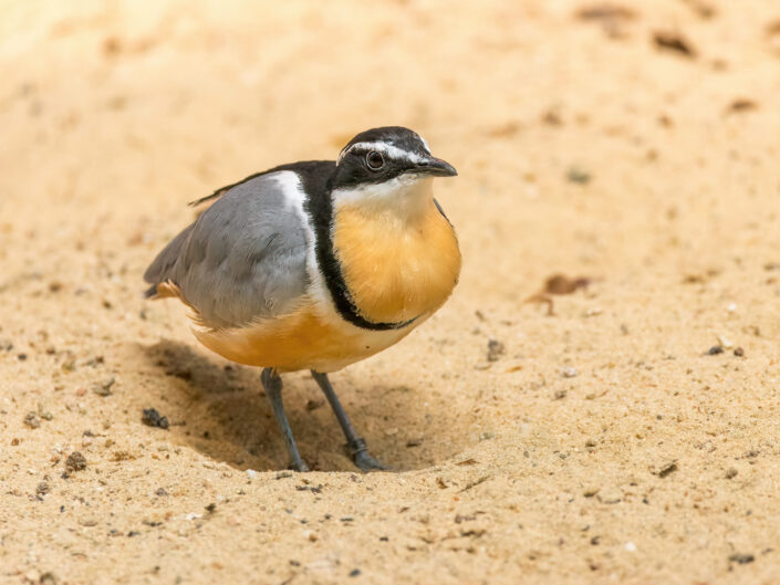 Egyptian plover