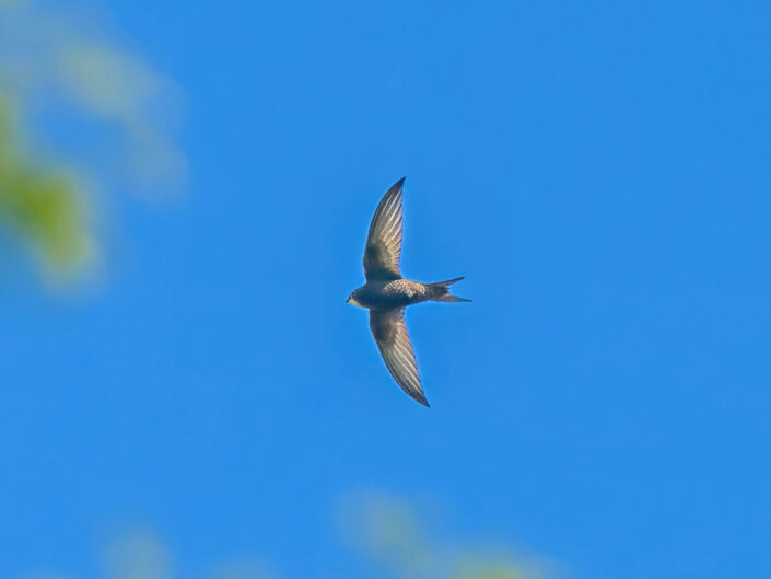 Common swift